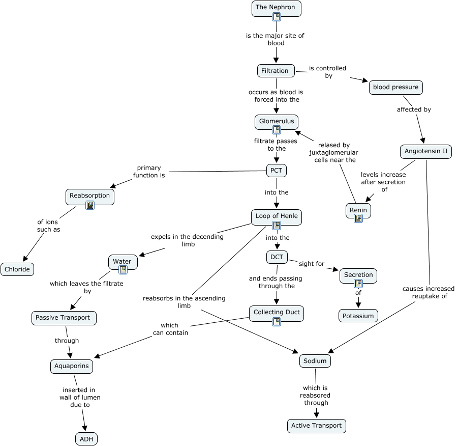 Ch 25 Urinary system